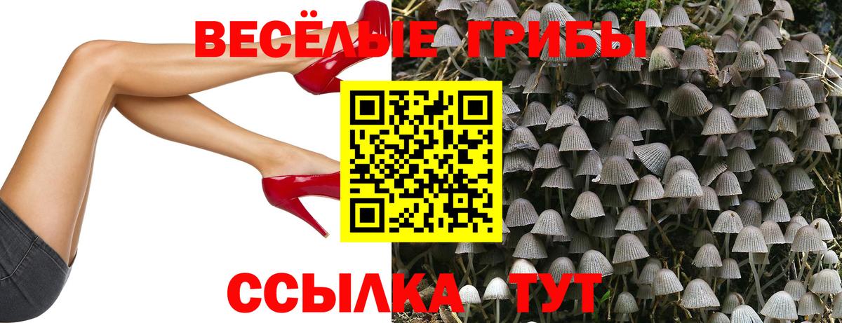 Черкесск  Галлюциногенные грибы GOLDEN TEACHER  Вход с VPN 